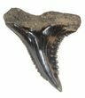 Fossil Hemipristis Shark Tooth - Maryland #42572-1
